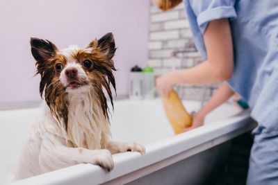 Pet Grooming and Pet Sitting Insurance in Boerne, TX by Michael Glick Insurance Agency