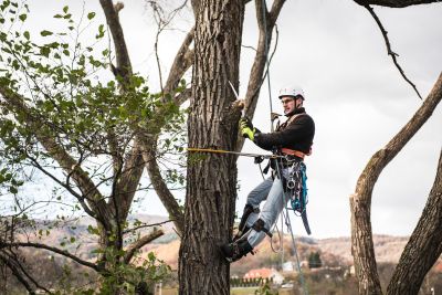 Tree Trimming Insurance in Boerne, TX by Michael Glick Insurance Agency