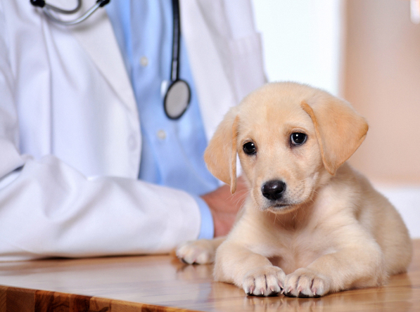 Boerne, Kendall, Bexar County, TX Pet Clinic Insurance